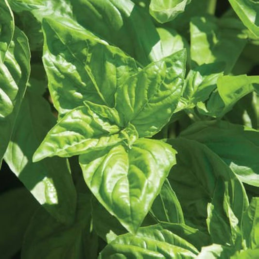 Italian Large Leaf – Garden Herb Seeds