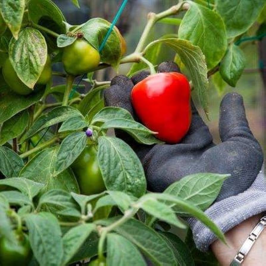 Manzano Pepper Seed – Garden Vegetable Seeds