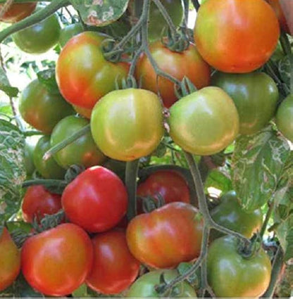 King Kong Tomato – Heirloom Vegetable Garden Seeds