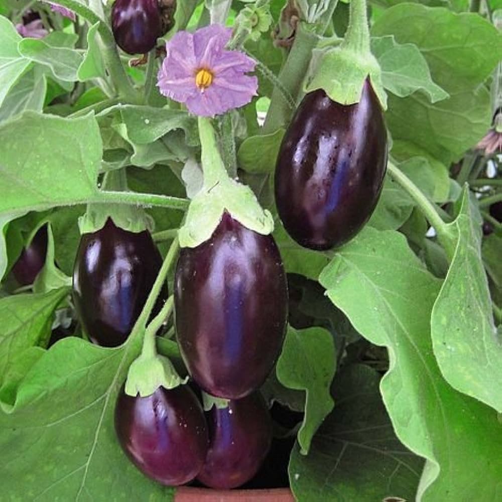 Round Purple Eggplant Solanum Melongena – Hardy Vegetable Seeds