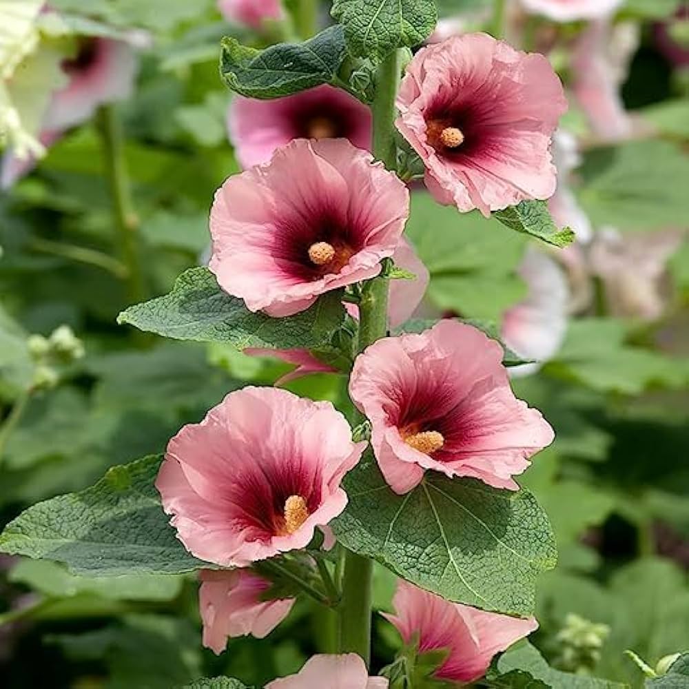 Danish Hollyhock (Alcea rosea) Flower Seeds for Planting – Heirloom, Non-GMO, Tall Growing, Easy to Grow, Biennial Blooms