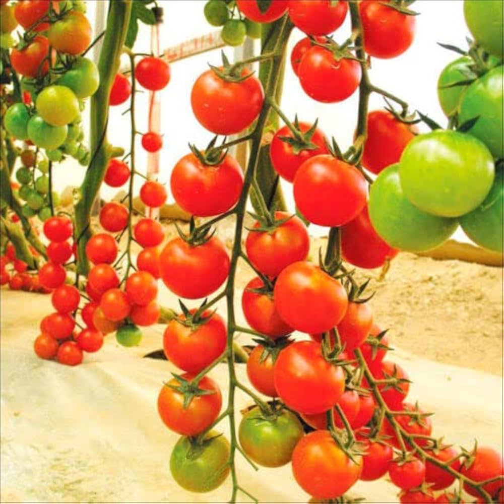 Franks Large Red Tomato – Heirloom Vegetable Garden Seeds