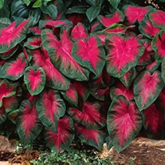 Caladium Buck Seeds Elegance For Shady Gardens Perennial Hosta