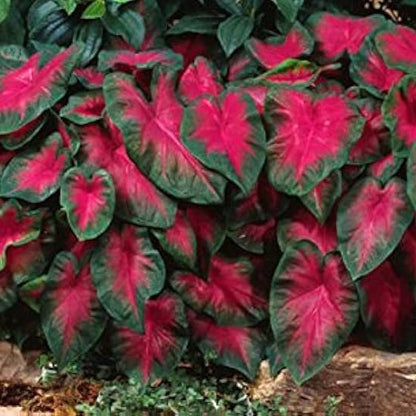 Caladium Buck Seeds Elegance For Shady Gardens Perennial Hosta