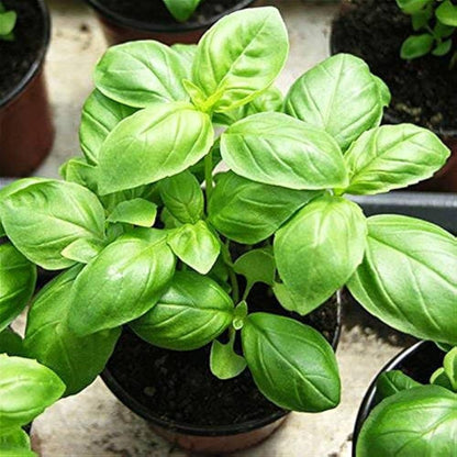 Genovese Basil Seeds – Garden Herb Seeds