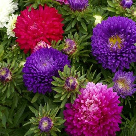 Aster Powder Puff Mixed Colors Callistephus Chinensis – Compact Garden Flower Seeds