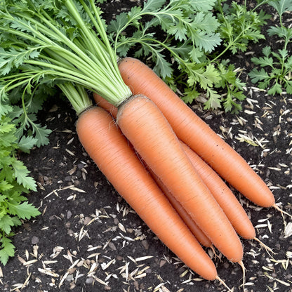 Large Cartilage Carrot – Garden Vegetable Seeds