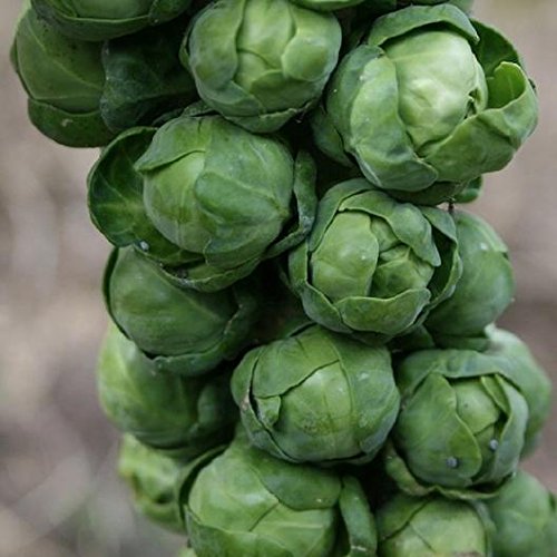 Multi Harvest Brussel – Garden