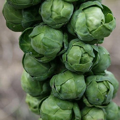 Multi Harvest Brussel – Garden