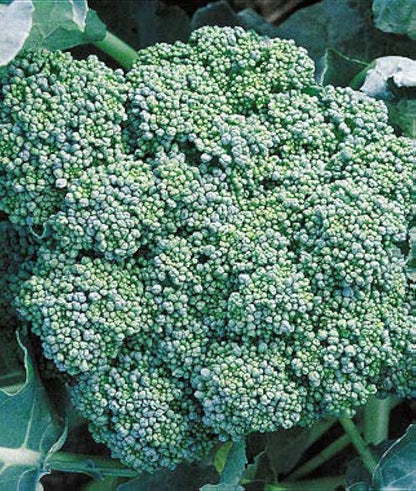 Broccoli Seeds Non-GMO Fresh Garden Seeds Made in USA Ships from Iowa