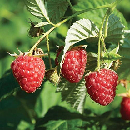 Raspberry – Fruit Garden Plants Natural Varieties