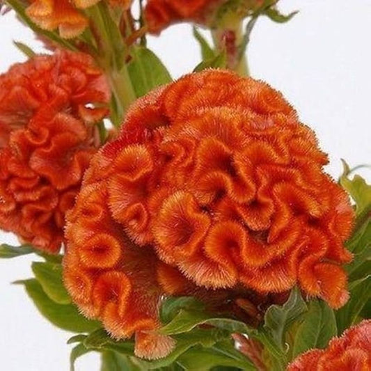 Cockscomb Celosia Cristata Nana Jessica – Orange Dwarf Flower Seeds