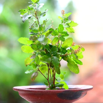 Ocimum Sanctum Tulsi – Culinary and Therapeutic Herb Seeds