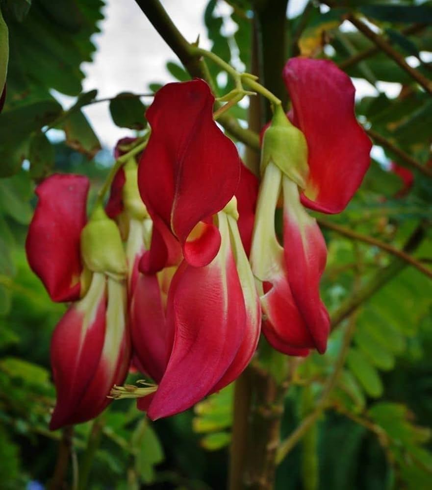Sesbania Grandiflora – Scarlet Wisteria Hummingbird Tree Seeds