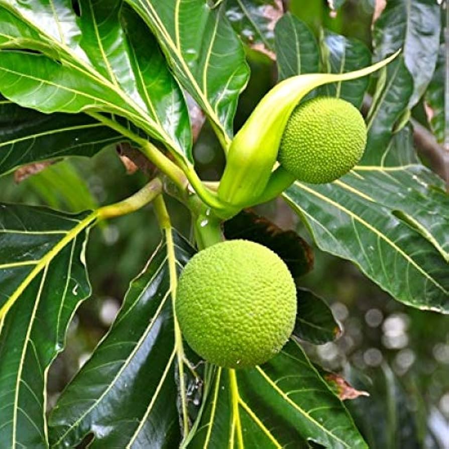 Breadfruit (Artocarpus altilis) Seeds for Planting – Heirloom, Non-GMO, Easy to Grow, Fruit-Bearing Tree
