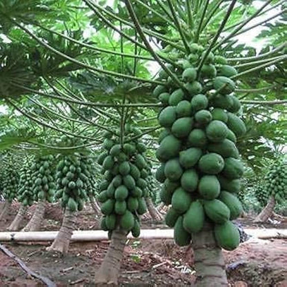 Pusa Nanha Dwarf Papaya Seeds – Compact Growing, Non-GMO, Heirloom Variety