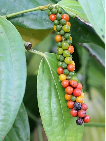 Black Pepper (Piper nigrum) Seeds for Planting – Heirloom, Non-GMO, High-Yield, Climbing Variety, Perennial