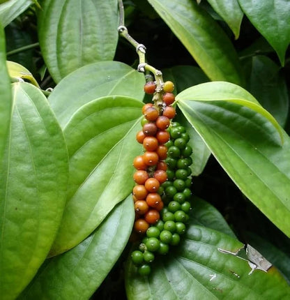 Black Pepper (Piper nigrum) Seeds for Planting – Heirloom, Non-GMO, Easy to Grow, Aromatic Climbing Vine