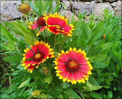 Blanket Flower Gaillardia Aristata – Garden Flower Seeds