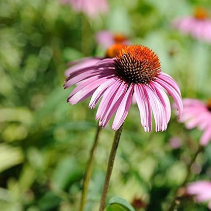 Coneflower Echinacea Purpurea – Purple Garden Flower Seeds