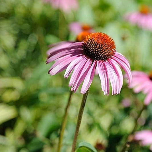 Echinacea Purple Coneflower – Perennial Flower Seeds