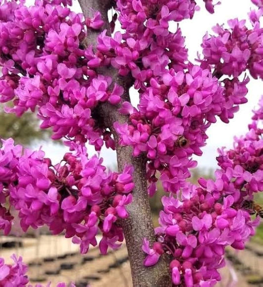 Judas Tree Cercis Siliquastrum – Eastern Redbud Tree Seeds