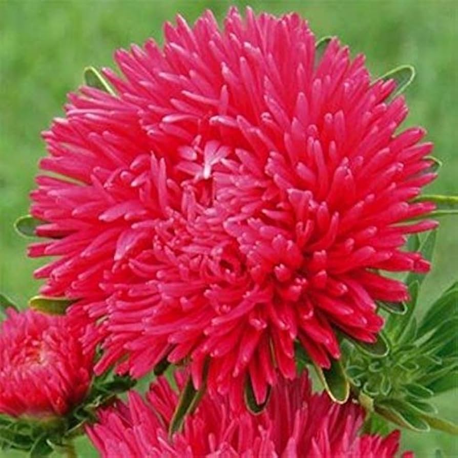 Aster Paeony Duchess Scarlet Callistephus Chinensis – Dwarf Garden Flower Seeds
