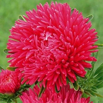 Aster Paeony Duchess Scarlet Callistephus Chinensis – Dwarf Garden Flower Seeds