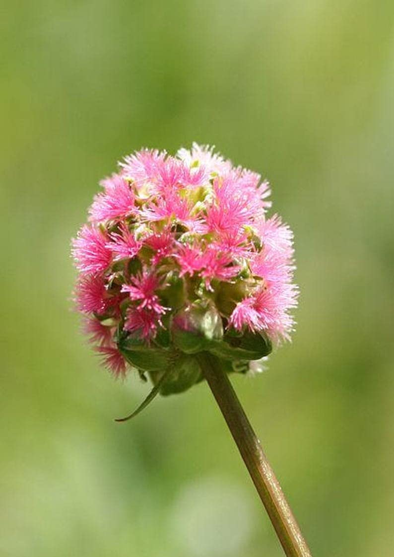 Salad Burnet Sanguisorba Minor – Culinary Herb Seeds