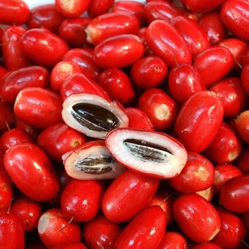 Miracle Fruit Seeds Synsepalum Dulcificum Sweet Berry Plant | Unique Tropical Houseplant