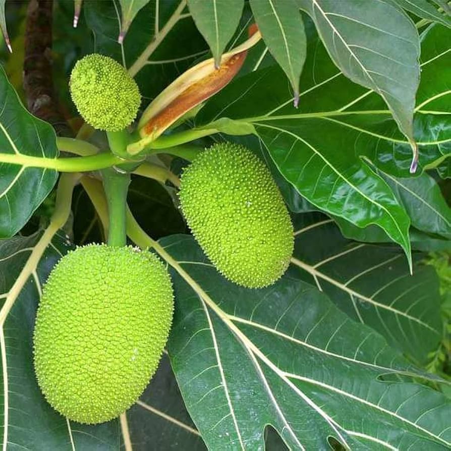 Breadfruit (Artocarpus altilis) Tree Seeds for Planting – Heirloom, Non-GMO, Fast-Growing, Edible Variety