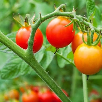 Myrium Cherry Tomato – Heirloom Vegetable Garden Seeds
