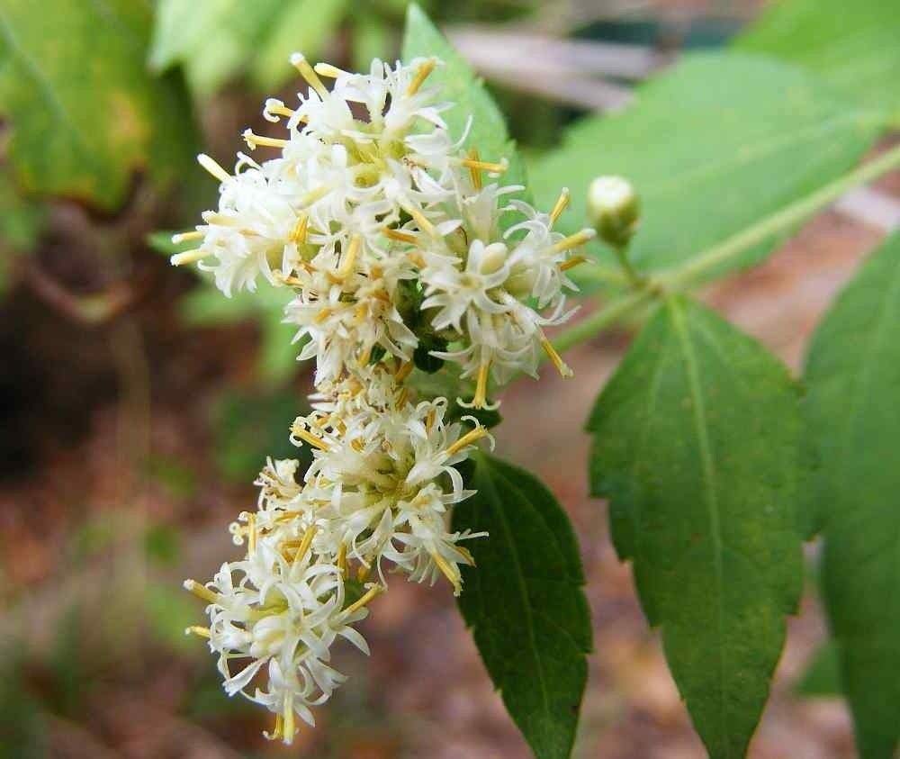 Mexican Dream Herb Calea Zacatechichi – Perennial Herb Garden Seeds