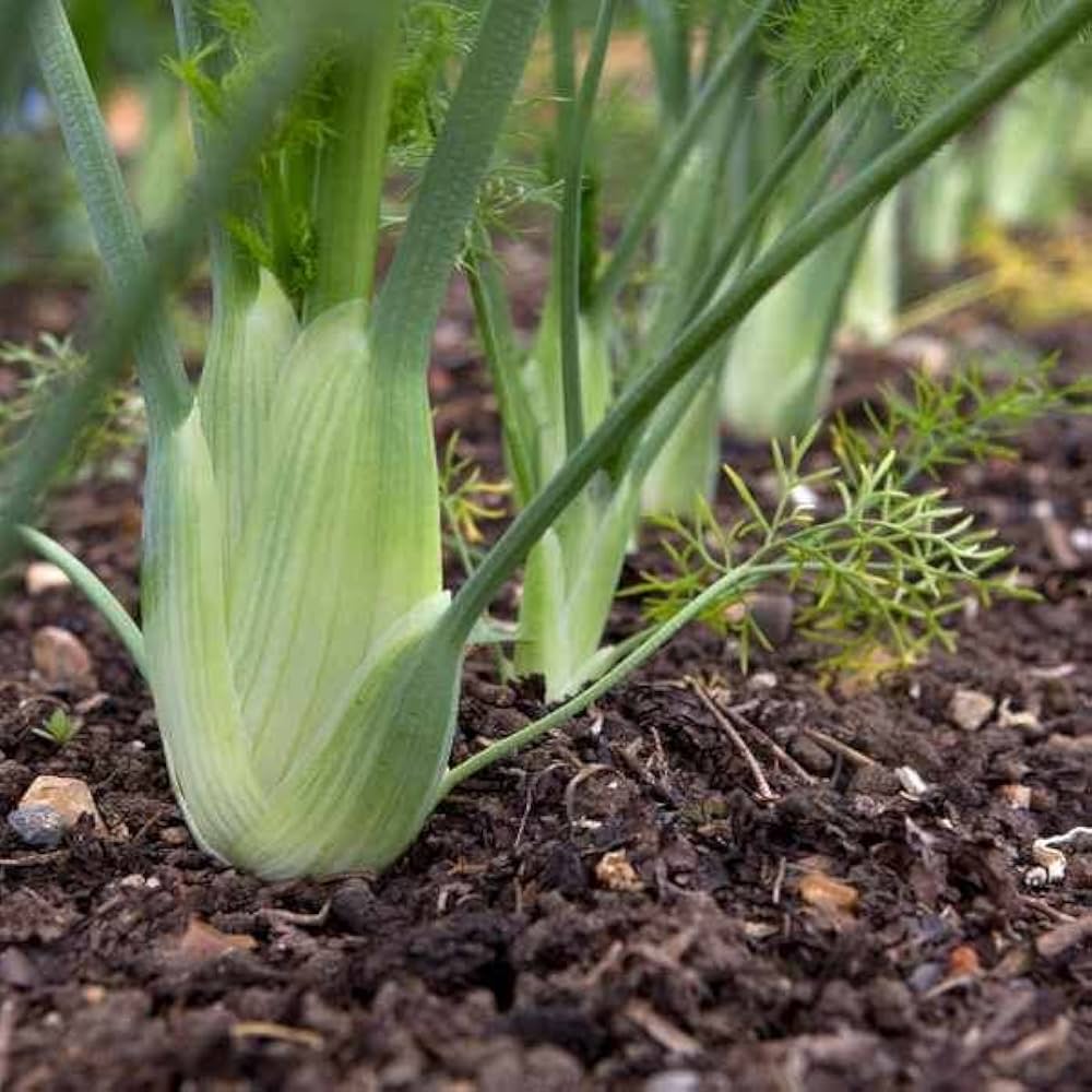 Fennel Florence Foeniculum Vulgare – Garden Herb Seeds