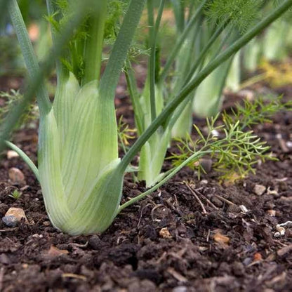 Fennel Florence Foeniculum Vulgare – Garden Herb Seeds