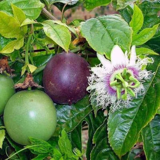 Passionflower Passiflora – Edible Fruit Garden Seeds