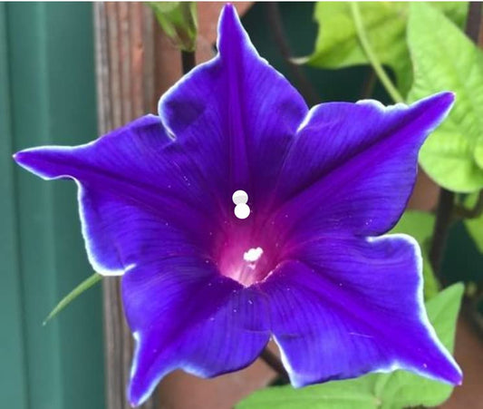 Blue Picotee Blast – Garden Flower Seeds