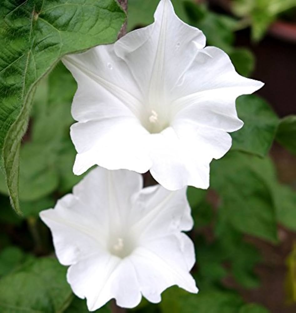 White Morning Glory – Climbing Garden Flower Seeds