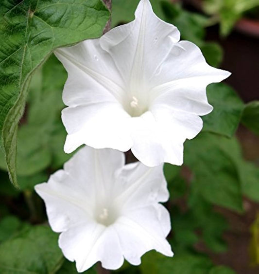 White Morning Glory – Climbing Garden Flower Seeds