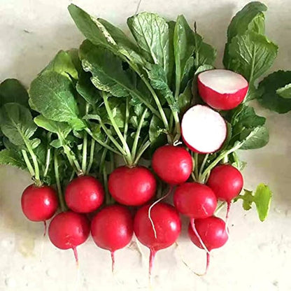 Cherry Belle Radish Seeds to Grow Your Own Food