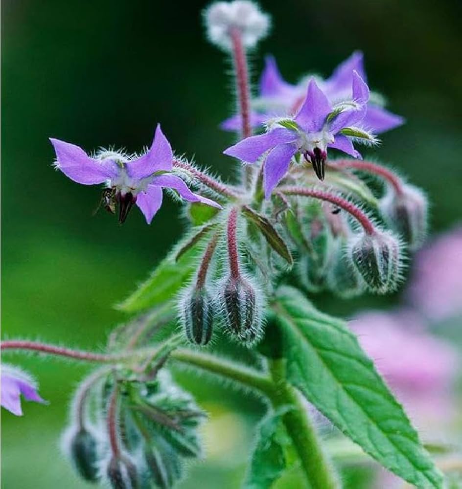 Borage – Blue Flower Herb Seeds for Garden