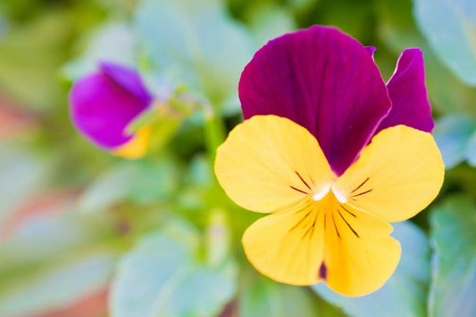 Double Pansy Rococo Flower seeds for Planting Cut Flower Favorite Heirloom & GMO Free Seeds for Home Garden