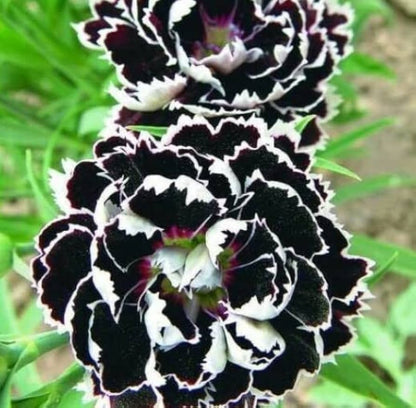 Fragrant Carnation Black – Fragrant, Perennial Flower Seeds