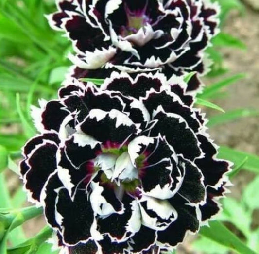 Fragrant Carnation Black – Fragrant, Perennial Flower Seeds