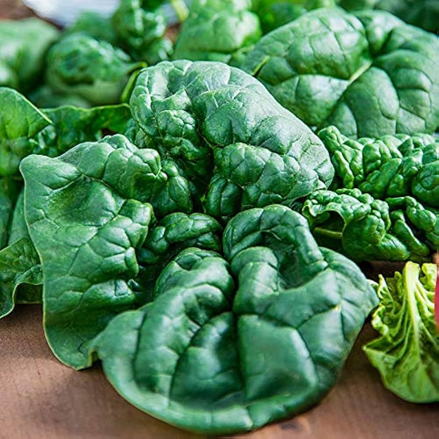 Spinach Bloomsdale Spinacia Oleracea – Vegetable Garden Seeds