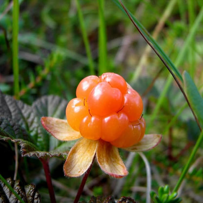 Arctic Cloudberry Seeds – Rare Cold-Hardy Fruit Seeds for Planting