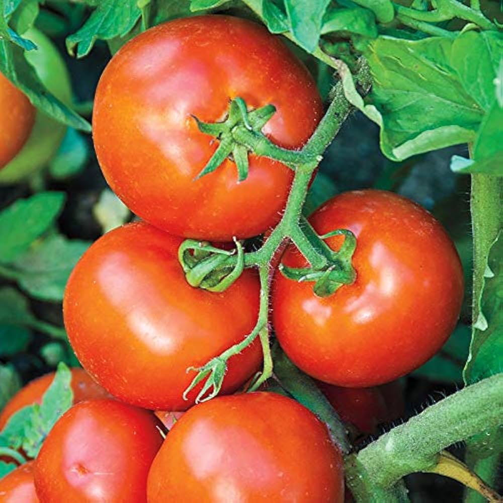Marglobe Tomato – Heirloom Vegetable Seeds
