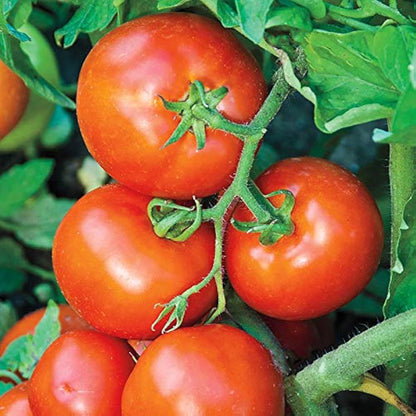 Marglobe Tomato – Heirloom Vegetable Seeds