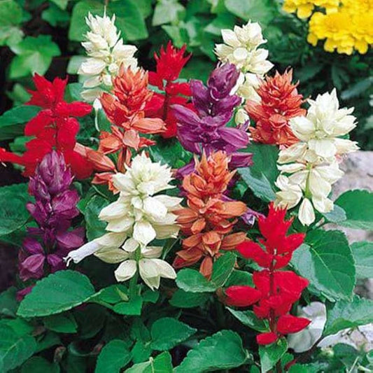 Wildflower Mix Red – Seasonal Garden Flower Seeds
