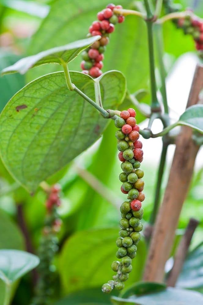 Black Pepper (Piper nigrum) Vine Seeds for Planting – Heirloom, Non-GMO, Easy to Grow, Perennial Climbing Variety